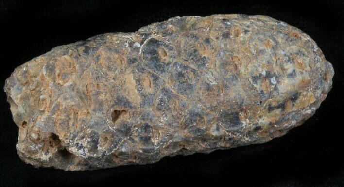 Agatized Fossil Pine (Seed) Cone From Morocco #30008